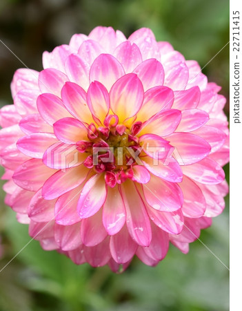 Pink dahlia in the garden Pink dahlia in the garden 22711415