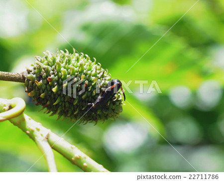 Beetle 22711786
