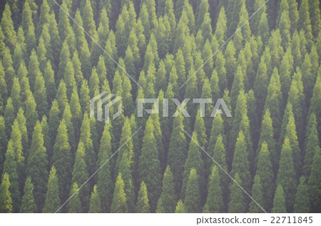 Cedar forest spreading in the valley along the Iwato river in Takachiho town in Miyazaki prefecture and wrapped in soft light 22711845