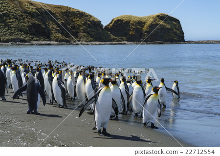 King penguin who came back from the sea King penguin who came back from the sea 22712554