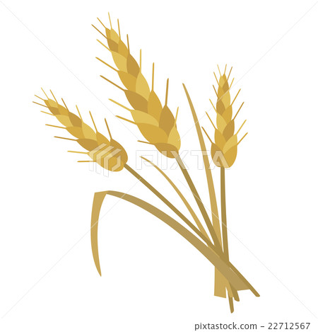 Wheat illustration Wheat illustration 22712567