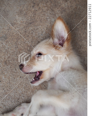 cute lovely mini size crossbreed puppy dog 22712911