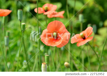 Nagami hinagishi 22712952