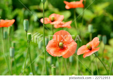 Nagami hinagishi Nagami hinagishi 22712953