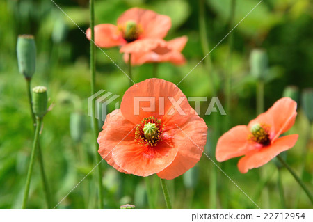 Nagami hinagishi 22712954