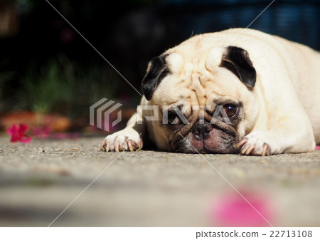 lovely happy white fat cute pug in home garden lovely happy white fat cute pug in home garden 22713108
