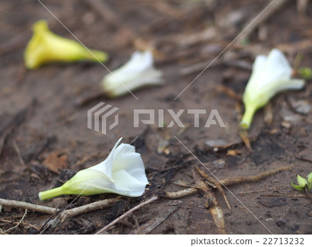 Lucky Nut flower in orange white yellow falling Lucky Nut flower in orange white yellow falling 22713232