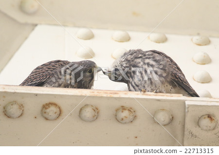 Chicks of butterfly Chicks of butterfly 22713315