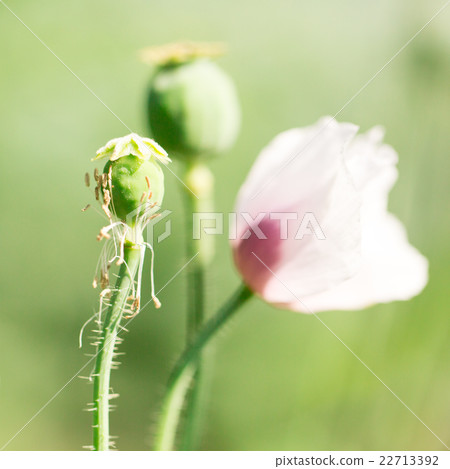 Flowers for your design Flowers for your design 22713392