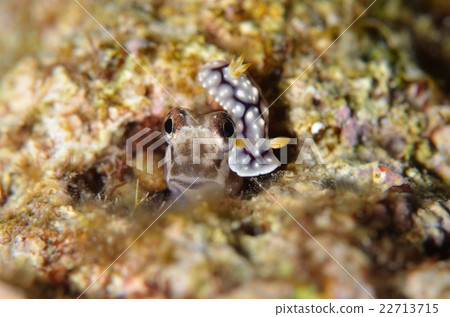 Ishigaki frogs and sea squirts 22713715