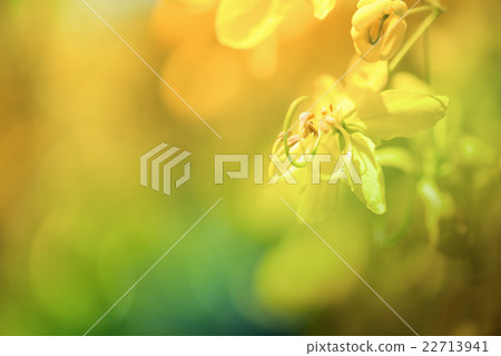 close up blur of Golden shower flower. 22713941