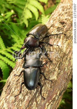 Showdown against domestic Okuwagata vs. domestic beetle tree on forest trees Showdown against domestic Okuwagata vs. domestic beetle tree on forest trees 22714097