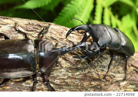 Showdown against domestic Okuwagata vs. domestic beetle tree on forest trees 22714098