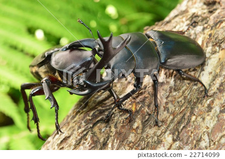 Showdown against domestic Okuwagata vs. domestic beetle tree on forest trees 22714099