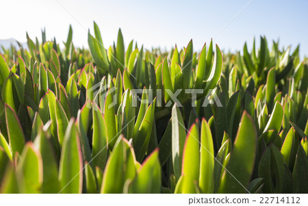 Ice plant leaves on a Cretan beach 22714112