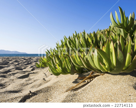Ice plant leaves on a Cretan beach 22714113