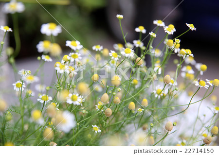 Chamomile 22714150