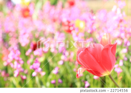 花園鬱金香可愛 花園鬱金香可愛 22714556