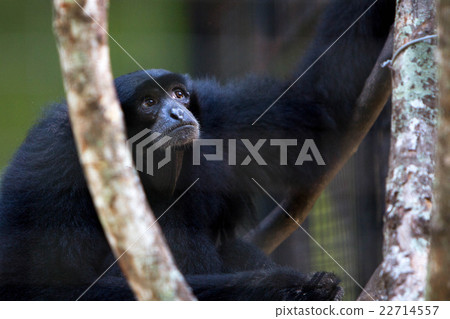 Animal wildlife Animal wildlife 22714557