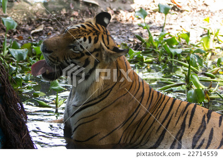 Animal wildlife Animal wildlife 22714559