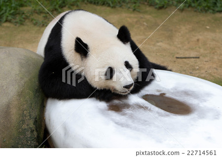 Animal wildlife Animal wildlife 22714561