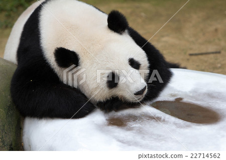 Animal wildlife 22714562