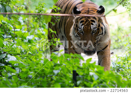 Animal wildlife Animal wildlife 22714563