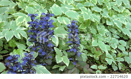 藍色的花 22714620
