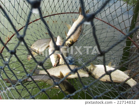 釣魚 22714832