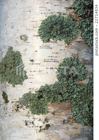 White birch bark White birch bark 22714834