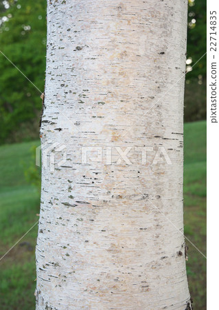 White birch bark White birch bark 22714835