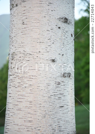 White birch bark White birch bark 22714843