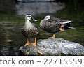鴨 22715559