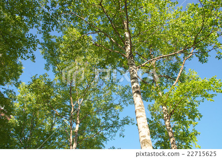 White birch tree (Hokkaido) 22715625