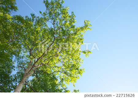 White birch tree (Hokkaido) 22715626