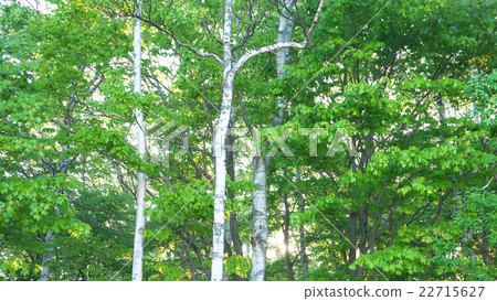 White birch tree (Hokkaido) 22715627