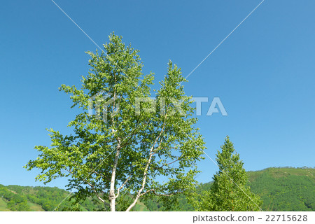 White birch tree (Hokkaido) White birch tree (Hokkaido) 22715628