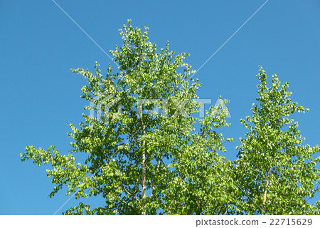 White birch tree (Hokkaido) 22715629