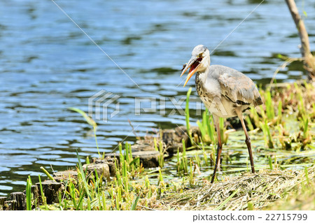 Ao-sashi lakeside Ao-sashi lakeside 22715799