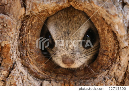 Momonga Momonga 22715800