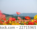 One wheel pink flower Poppy 22715965