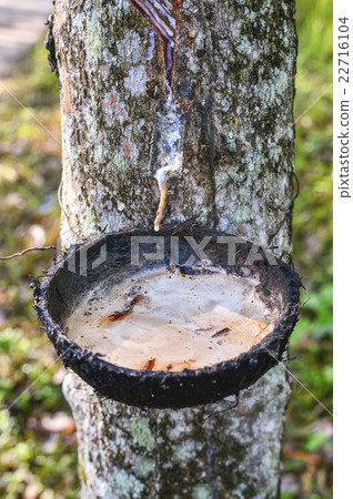 The latex sap from rubber, milk of rubber tree 22716104