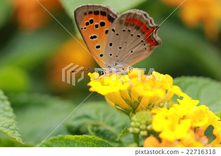 Benin lady butterfly and flower 22716318