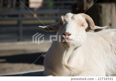 A goat's nap 22716591