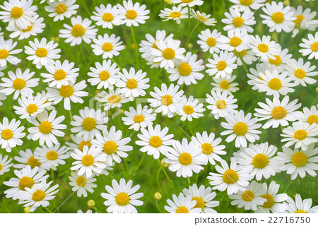 Camomile daisy natural background texture 3 22716750