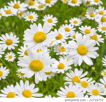Camomile daisy field natural background texture 5 22716752