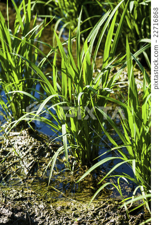 水稻秧苗 22716868