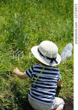 Summer vacation insect collection Summer vacation insect collection 22716873