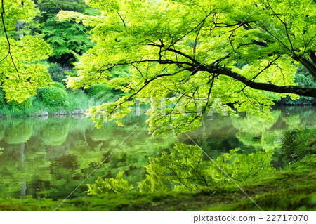 Kyoto Prefectural Botanical Garden Fresh green of Momige on the surface of the water 22717070
