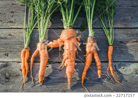 Trendy ugly organic carrot Trendy ugly organic carrot 22717157